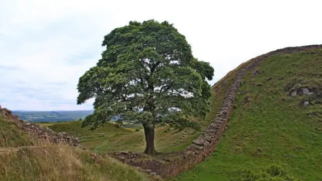 Sycamore Gap tree in a dip of Hadrian's Wall in Northumberland, taken 2018