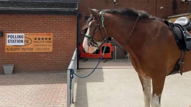 A horse outside a polling station