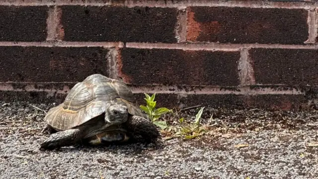 A tortoise sat in front of a wall