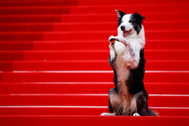 Messi the dog stood on its back legs on the red carpet