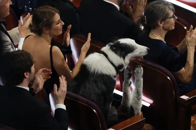 A border collie seen to be clapping with his back two legs in the audience