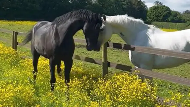 A dark horse and a pale horse touch heads across a fence in a field of buttercups