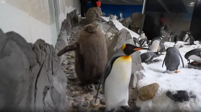 A brown penguin walking down a ramp behind a white and black penguin