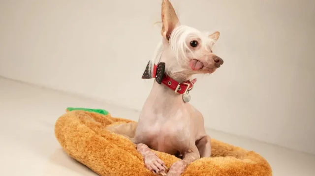 Muppet, an unusual looking dog, sits in a bare white room on a mat