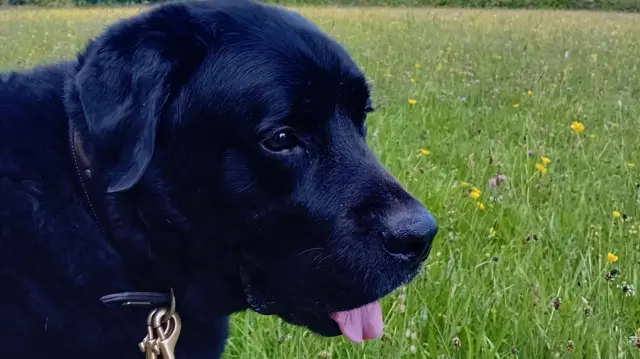 A black dog with its tongue out