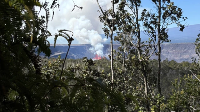 White billowing smoke coming out of crater of Kilauea with trees at the forefront f the image