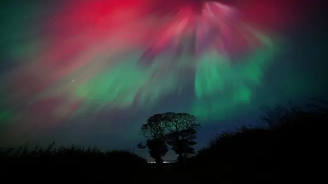 Pink and green Northern Lights in skies above two trees that look like they are kissing in Fife, Scotland