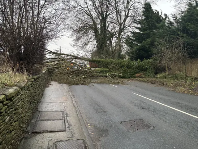 Fallen tree in the road