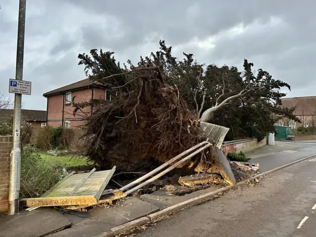 A fallen tree. Debris from a wall, the pavement and a broken fence can be seen around the root of the tree.