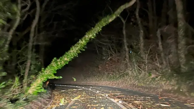 A tree which is slowly collapsing onto the A39 between Bridgwater and Minehead