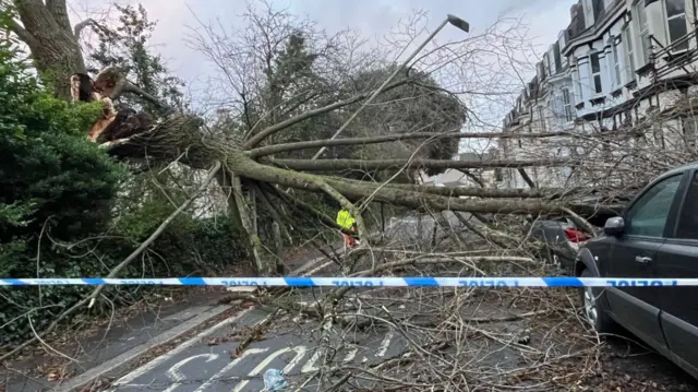 A tree is seen blocking a road behind police tape.