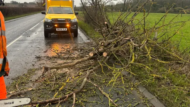 A fallen tree