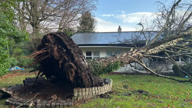 A large garden tree ripped out by the roots fallen onto the front of a bungalow style home