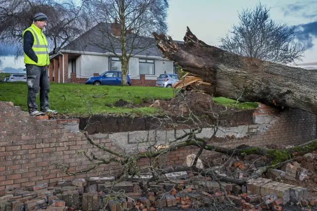 Man staring at fallen tree and smashed red brick wall