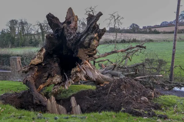 Fallen tree with long roots visible