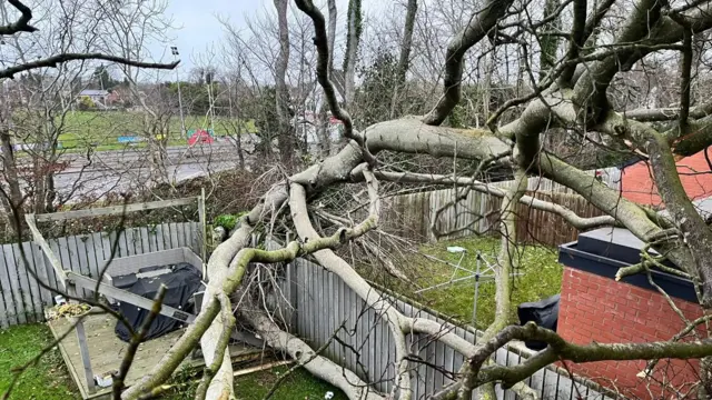 A back garden tree fallen into a house