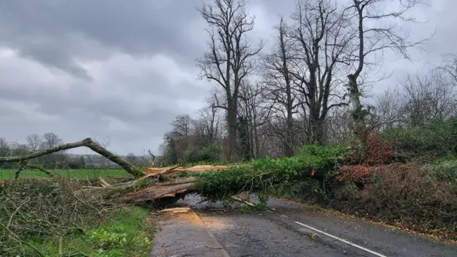 A fallen tree blocking a road under cloudy skies