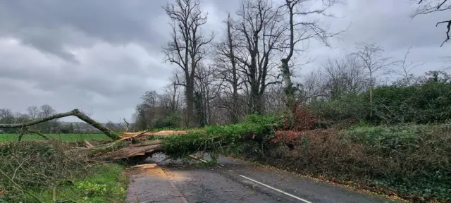 A large tree covered in ivy has fallen and lies across a road. There is sawdust on the road from branches breaking.