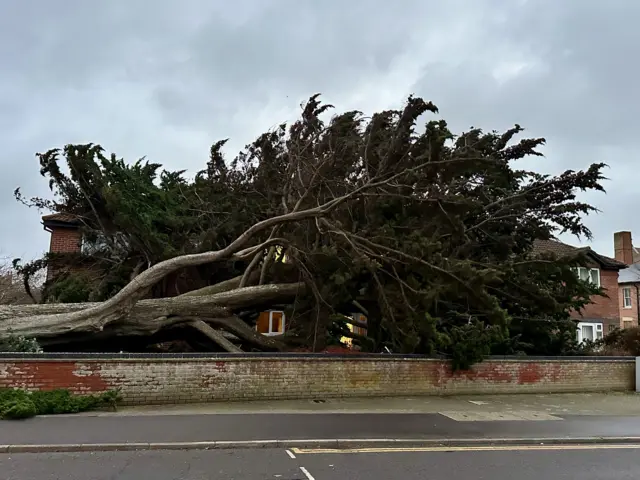 The fallen tree near to a pavement in Burnham-on-Sea