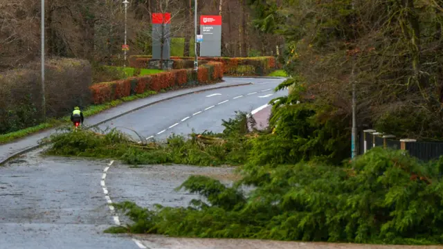 Two trees fallen across the road about 50m apart. Behind them a cyclist making their way along the road.