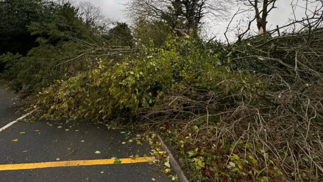 A fallen tree