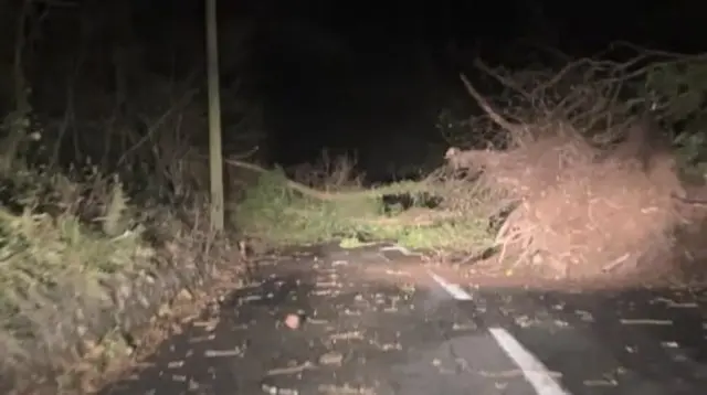 Tree down in road.