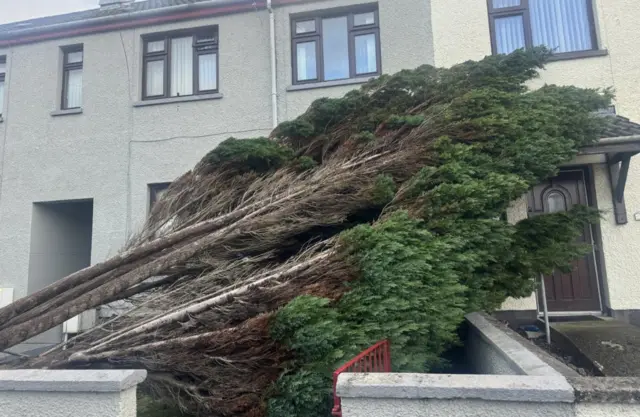 a large tree laying against a residential property