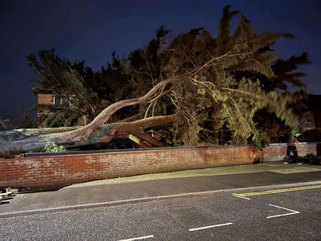 A large tree that has fallen on a wall.