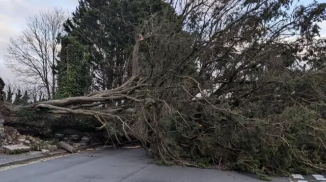 A fallen tree blocking a road