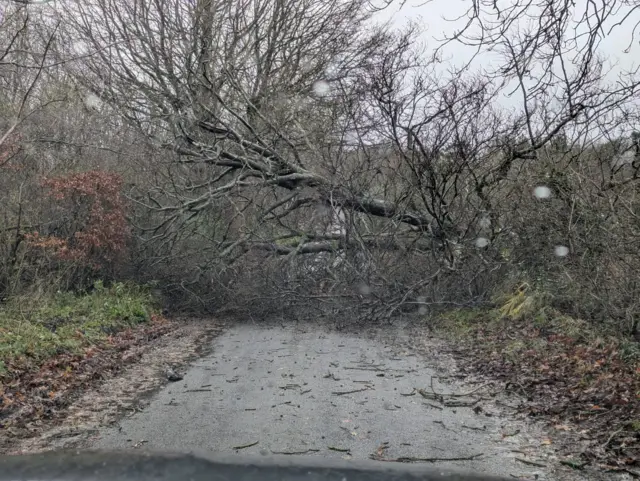 A large sparse tree blocking a road