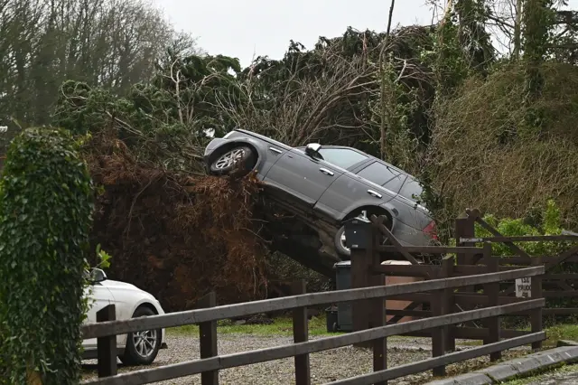 Fallen tree with black car raised off ground and caught in its branches