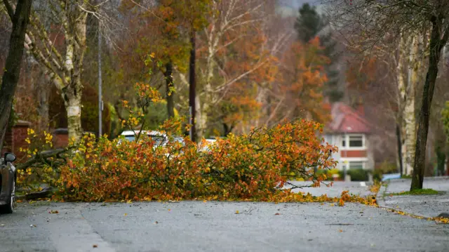 A tree with orange leaves lying across a residential street. In the background some houses and cars