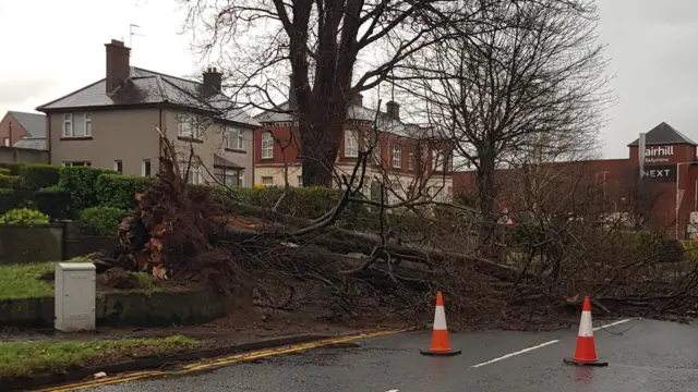 A large tree fallen into the road exposing its roots. In front of it two traffic cones. behind it some houses.