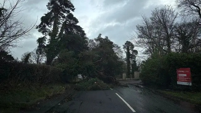 A large fallen tree blocking a road that has hedges on either side. There are dark skies above.