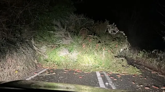 A fallen tree on the A39 between Bridgewater and Minehead