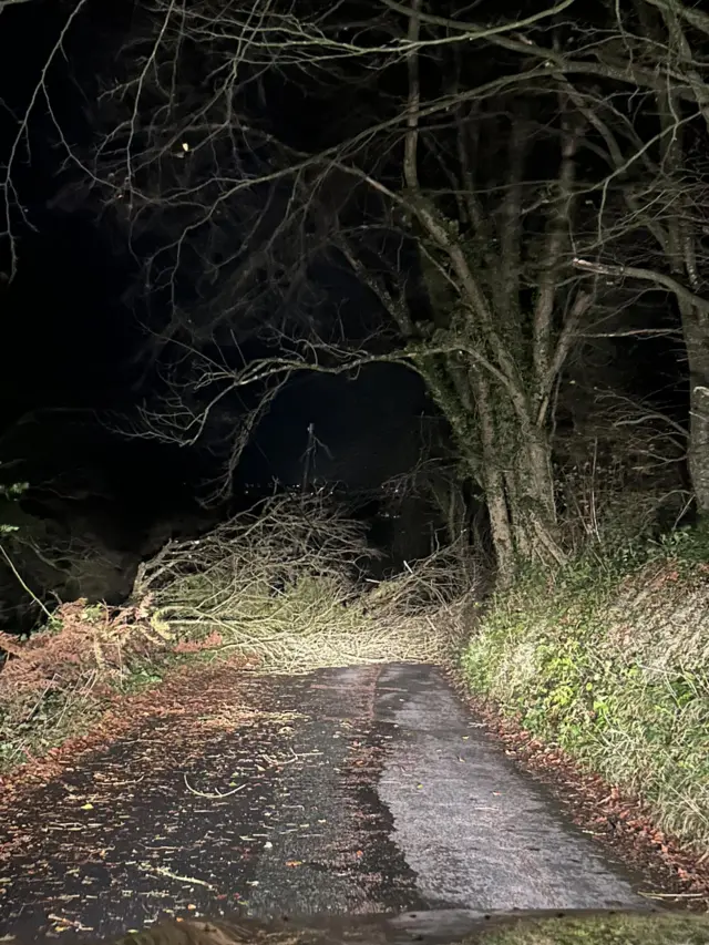 Fallen tree in road