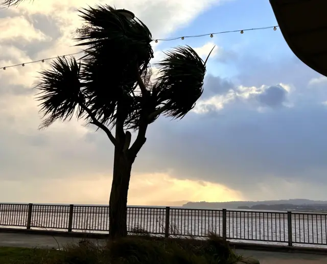 A palm tree on the seafront at Exmouth