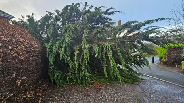 A large fir tree lies across a wall and road