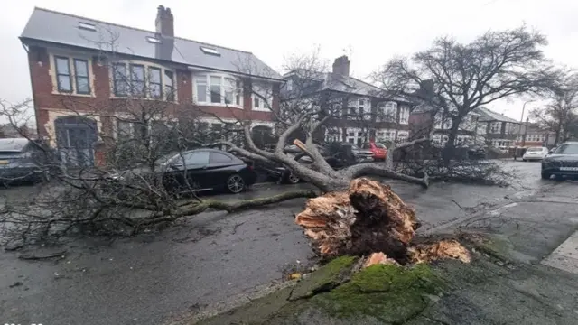 A tree collapsed across a street, with a car under some of the large branches and the tree stumped ripped out of the ground