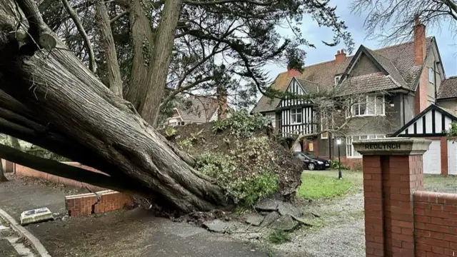 A tree which has fallen onto Rectory Road in Burnham on Sea