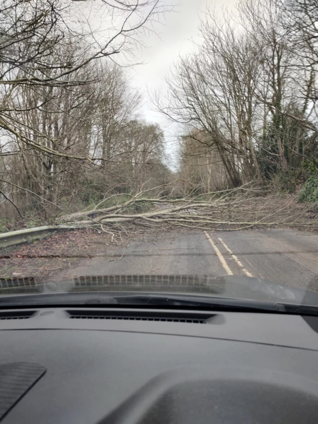 Tree covering the A303 in Ilminster