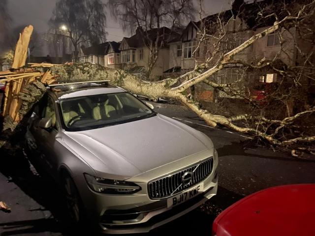 A large tree fallen on top of a silver Volvo parked on the side of a road.