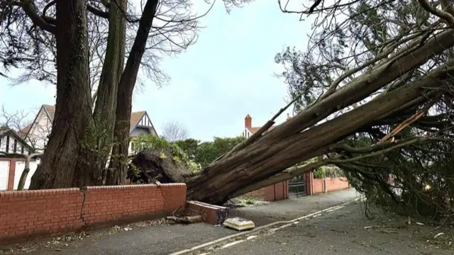 A tree which has fallen onto Rectory Road in Burnham on Sea