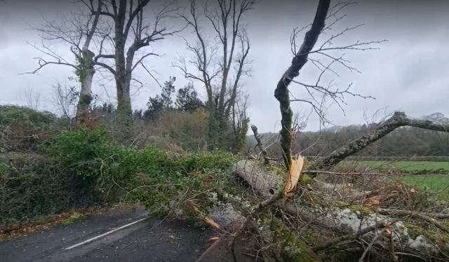 A large tree has fallen on to a road.