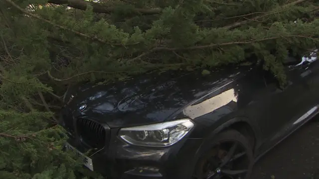 A collapsed tree across a black car windscreen