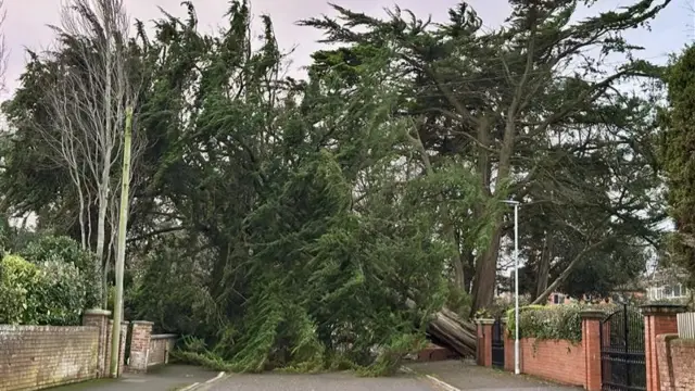 A tree which has fallen onto Rectory Road in Burnham on Sea