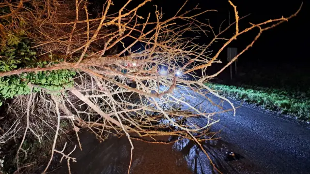 A fallen tree