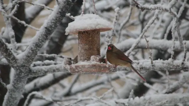 A bird in a snow covered tree