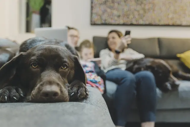 A dog lies on a sofa with a family