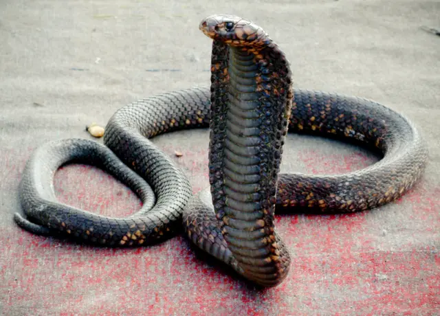 A cobra snake